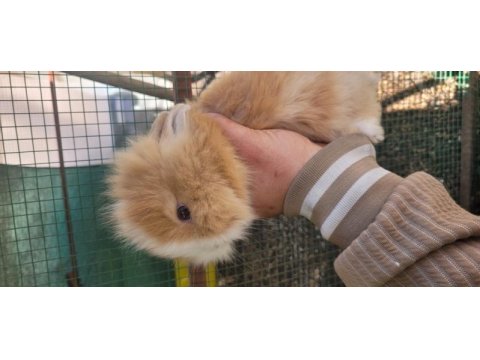 Bebek tavşanlar tüm şehirlere garantili gönderim