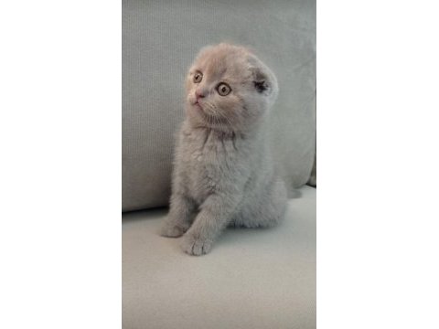 2 erkek kardeş scottish fold