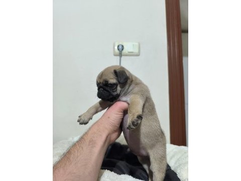 Pollyynin bebekleri yeni evine gitmeye hazır pug