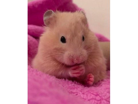 Hamster gonzales yavrularımız heryere gönderim