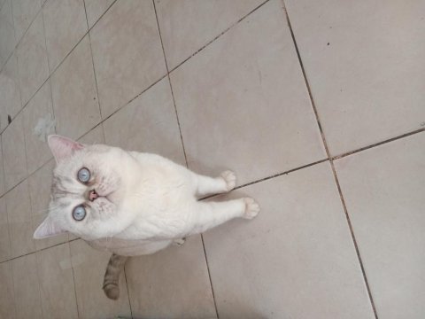 British shorthair blue point