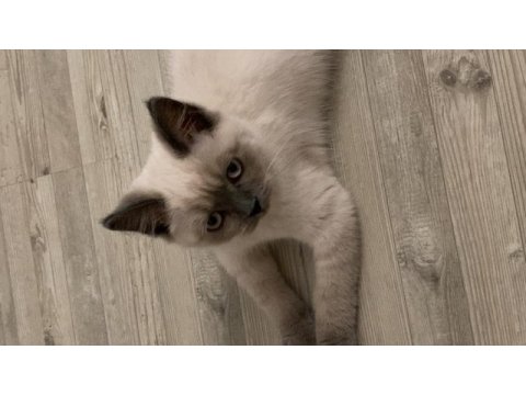 Blue point kedimiz yeni yuvasını bekliyor (uyguna)