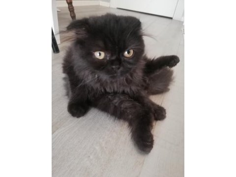 Siyah british longhair