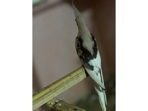 Yavru sultan papağanlar