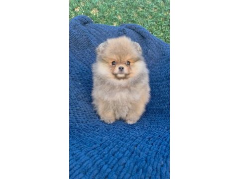 Ayı surat pomeranian boo parti color