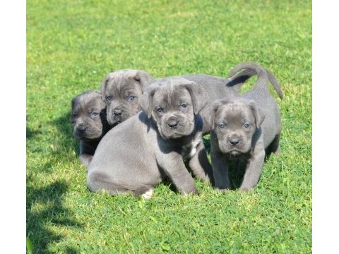 Üst seviye cane corso yavruları