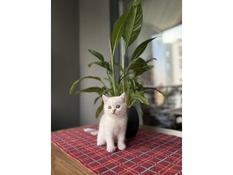 Brıtısh shorthair sılver  yavrularım 