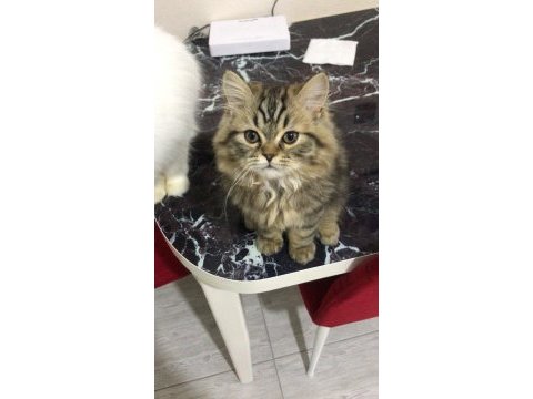 En güzel ve en tatlı iran kedisi kardeşler