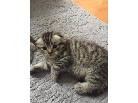 Sevgi arsızı minik scottish fold yavrularımıza yuva arıyoruz