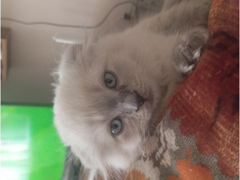 Scottish fold blue point 3 aylık erkek