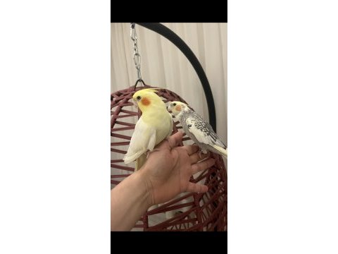Evcil erkek sultan papağanı