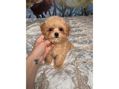 Dünya tatlısı maltipoo yavruları 