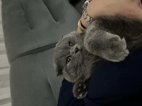 Scottish fold erkek 6 aylık