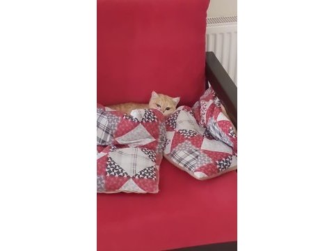 British shorthair golden 1 yaşında dişi