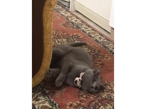 British shorthair yetişkin dişi sağlıklı