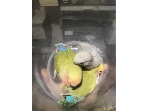 Yavru sevda papağanları (bilezikli)