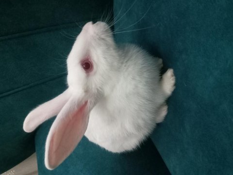 Pamuk tavşan yeni evini arıyor