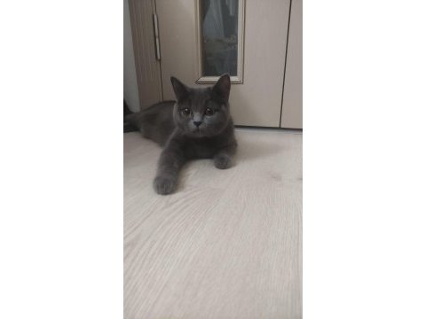 50 günlük scottish fold ve british shorthair