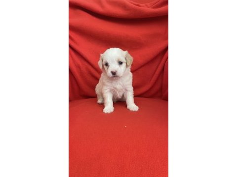 Wc eğitimli aşılı maltipoo bebekler