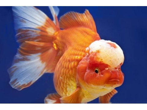 Kerevit oranda lepistes macraganta köpek balığı