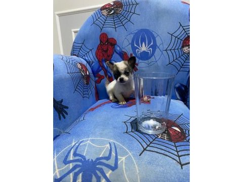 Chihuahua yavruları