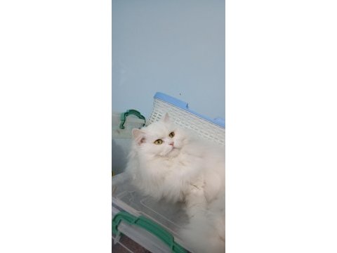 Süt beyaz dişi british longhair
