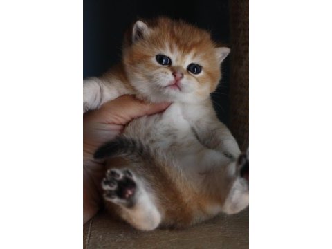 Erkek golden british shorthair