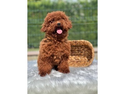 Yetişkin dişi kore belgeli poodle lar