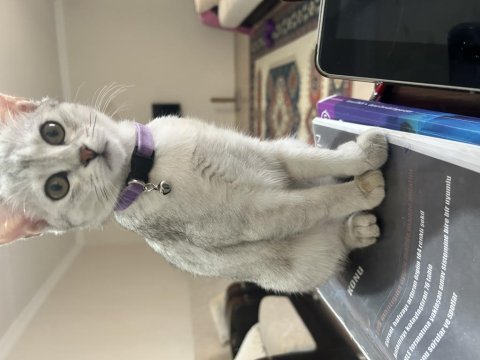 British shorthair kedimi ücretsiz sahiplendiriyorum