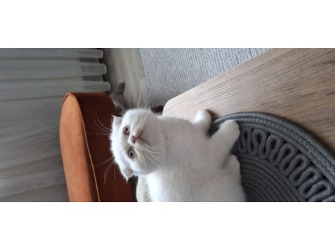 Beyaz sevimli scottish fold erkek yavru
