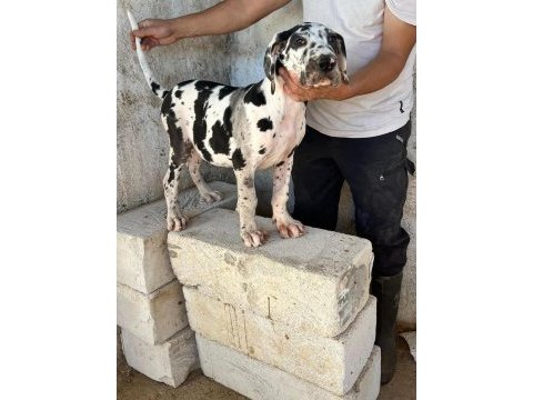 Danua yavrularımız yeni ailelerini bekliyor