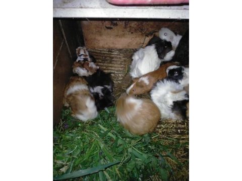Büyük ve yavru guinea pig