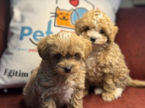 Petmode köpek çiftliğinden maltipoo yavrular