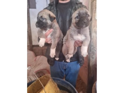 Kangal köpeği yavruları