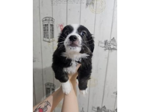 Fino - pomeranian kırması yavrular