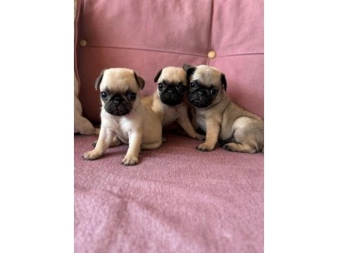Minyatür pug mops yavrularımız