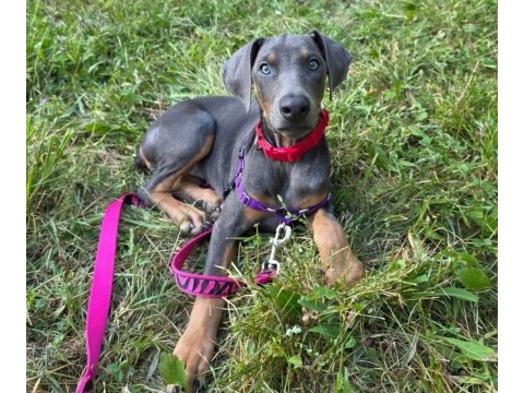 Evinizin neşesi doberman yavrular kapıda ödeme