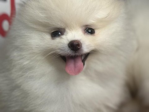 Ankranın en güzel pomeranian ları ziyarete açık