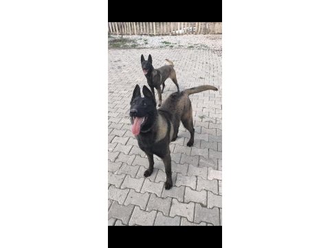Safkan belçika malinois