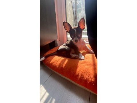 4 aylık chihuahua yavrumuz