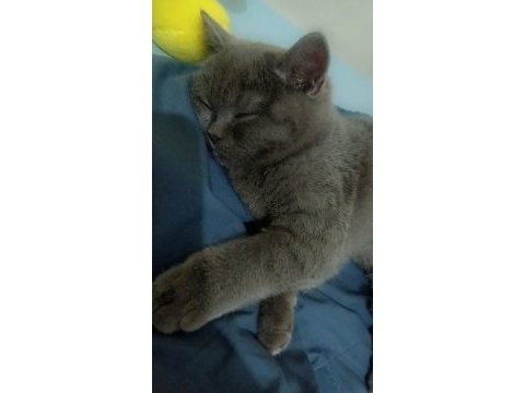 Akıllı ve uygun british shorthair