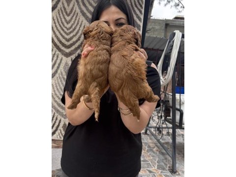 Poodle ayarında maltipoo yavrularım
