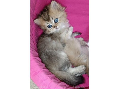 British longhair safkan yavrular