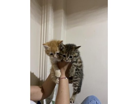 Adana içi acil sahiplendirme british shorthair melezi