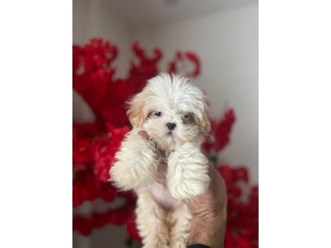 Muhteşem güzellikte beyaz shih tzu çocuğumuz