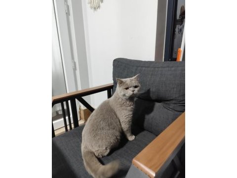 British shorthair ev kedisi