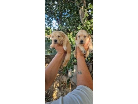 Baby face orjinal golden yavrular