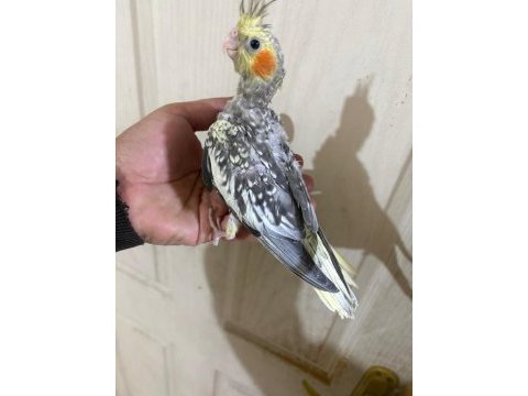 38 günlük konuşturmalık bebek sultan papağanı