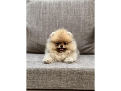 Pomeranian boo ırk garantili