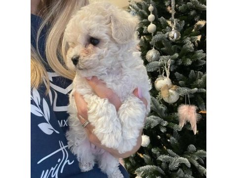 Maltipoo ile evimize neşe katmaya hazır mısınız